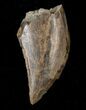 Bargain Tyrannosaur Tooth - Montana #14745-1